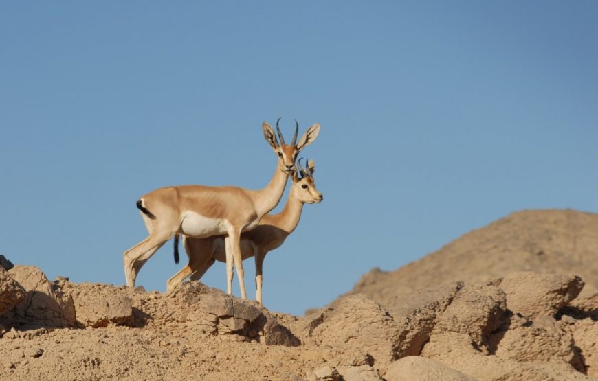 Safari Day Tour To Wadi El Gamal National Park From Marsa Alam